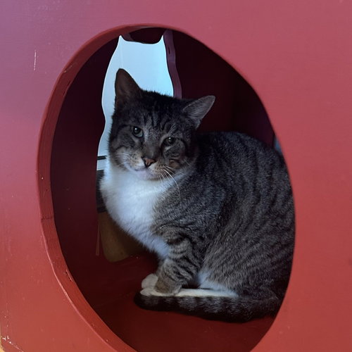 Albondigas, Adult Domestic Short Hair (short coat), cat for adoption in Petaluma, California