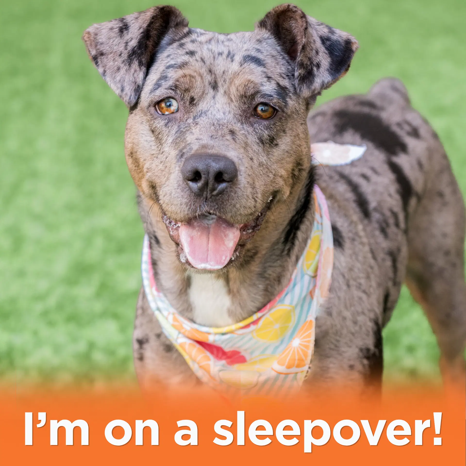 Luna - Catahoula Leopard Dog