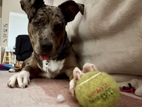 Photo 2 of Luna