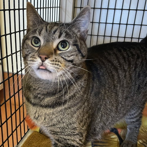 Bill, Adult Domestic Short Hair (short coat), cat for adoption in Petaluma, California
