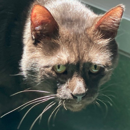 Peezy, Adult Domestic Short Hair (short coat), cat for adoption in Petaluma, California