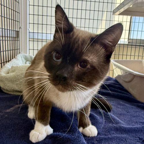 Bear, Adult Domestic Short Hair / Siamese / Mixed (short coat), cat for adoption in Petaluma, California