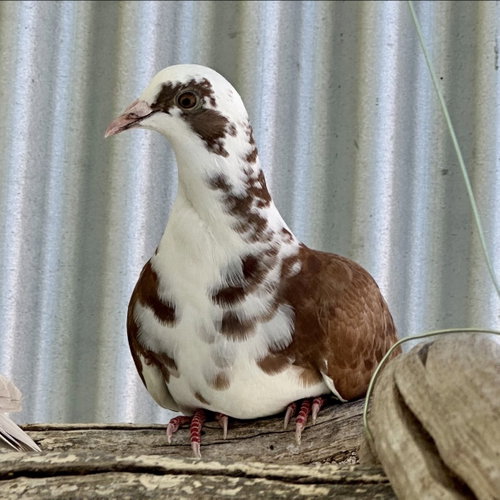 Petunia