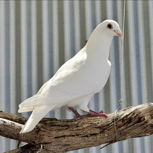 Enoki, a poultry for adoption from Peninsula Humane Society & SPCA