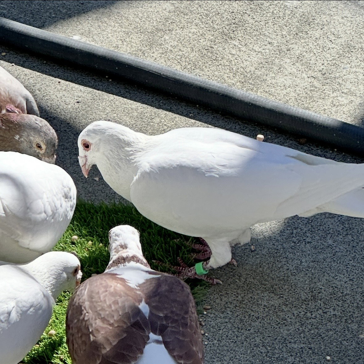 Enoki, photo 6