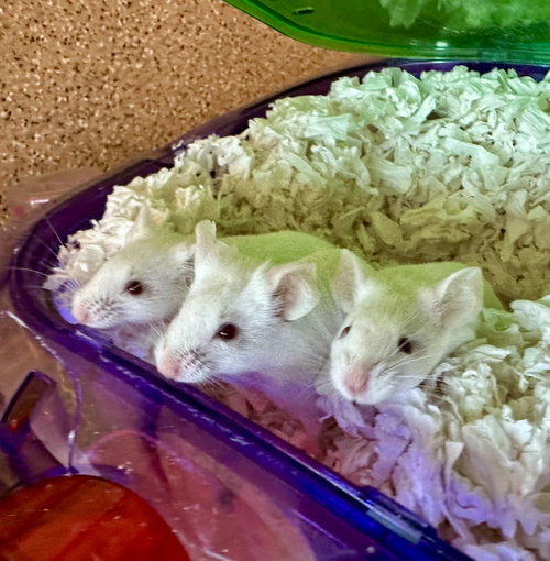 Mice!