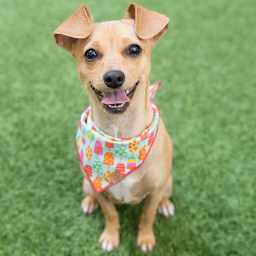 Precious the Puppy, an adoptable Chihuahua in Burlingame, CA