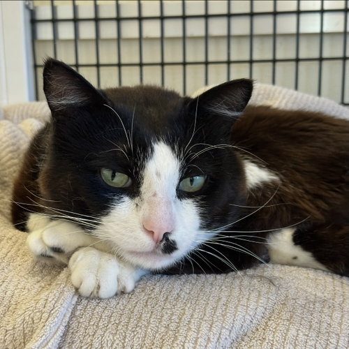 Watson, Adult Domestic Short Hair (short coat), cat for adoption in San Bruno, California