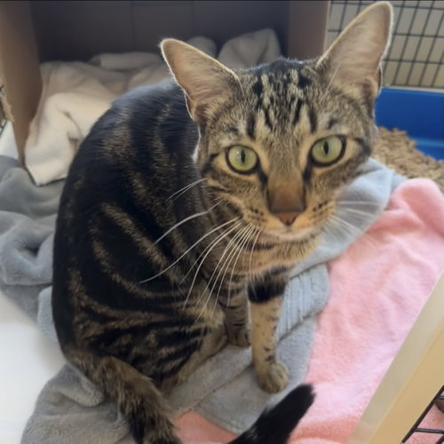 Ace, an adoptable Domestic Short Hair in Burlingame, CA