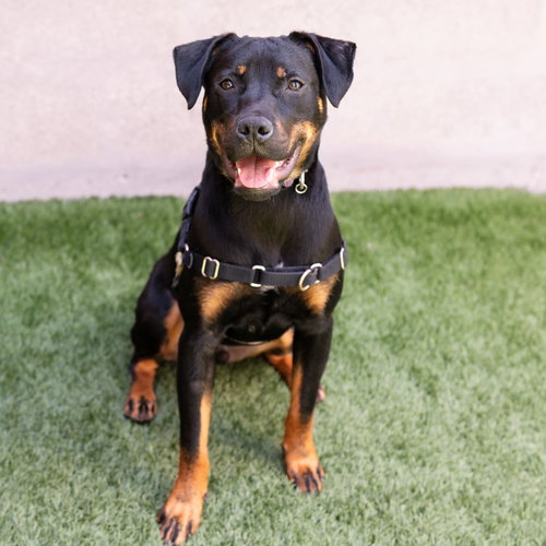Mario, an adoptable Shepherd in Burlingame, CA