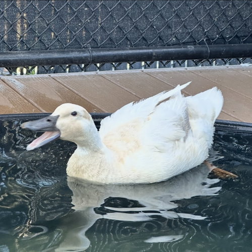 Beakyonce (lays eggs!)
