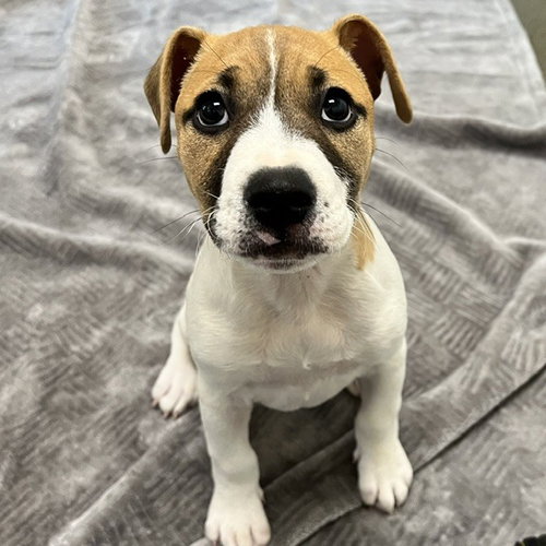 Nova the Puppy