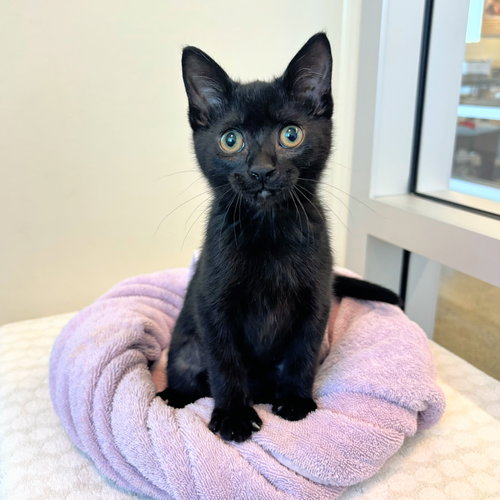 Opal, Baby Domestic Short Hair (short coat), cat for adoption in Cupertino, California