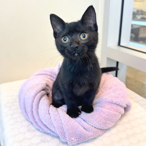 Opal, an adoptable Domestic Short Hair in Burlingame, CA