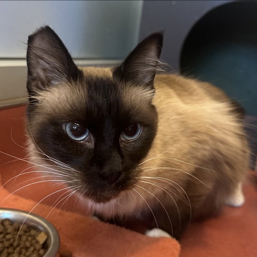 Sven, Adult Domestic Medium Hair (medium coat), cat for adoption in Cupertino, California