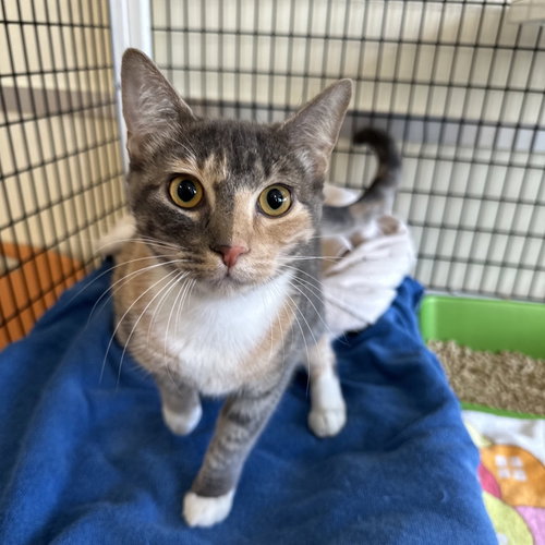 Layla, Adult Domestic Short Hair (short coat), cat for adoption in Cupertino, California