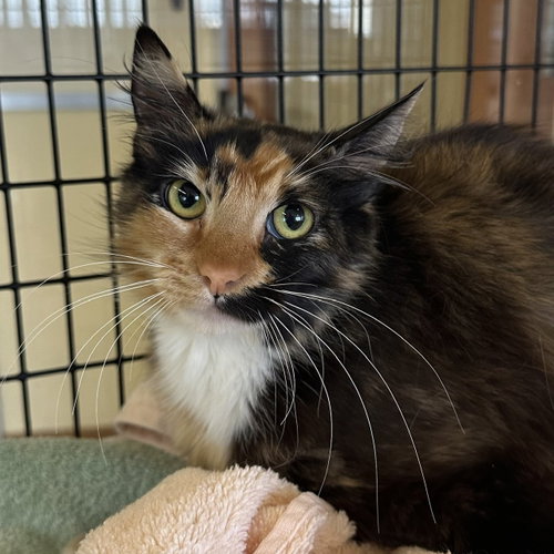 Amira, Adult Domestic Short Hair (short coat), cat for adoption in Cupertino, California