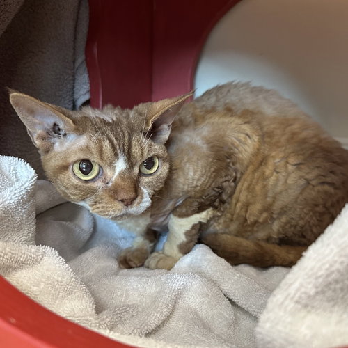 Latte, Senior Devon Rex (short coat), cat for adoption in Cupertino, California