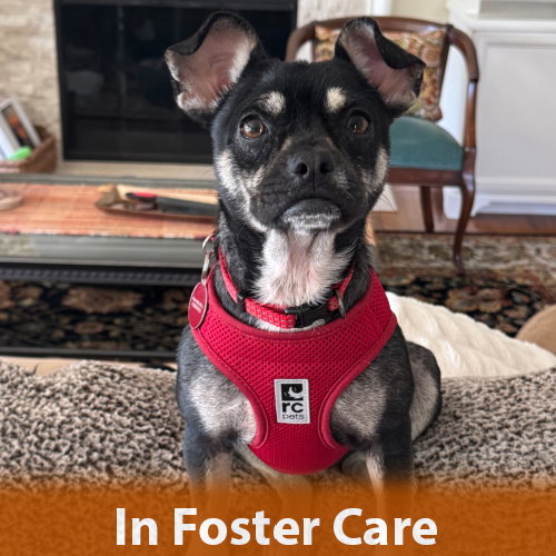 Holly, an adoptable French Bulldog in Burlingame, CA