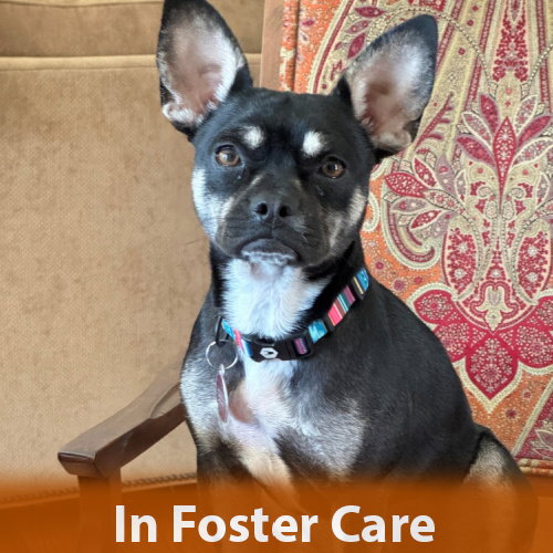 Holly, an adoptable French Bulldog in Burlingame, CA