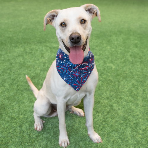Denali, an adoptable Labrador Retriever in Burlingame, CA