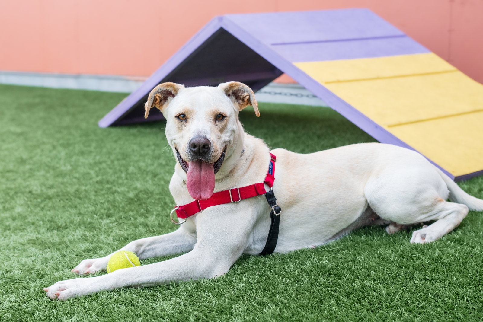 Dog Adoption - Peninsula Humane Society & SPCA in Burlingame, CA