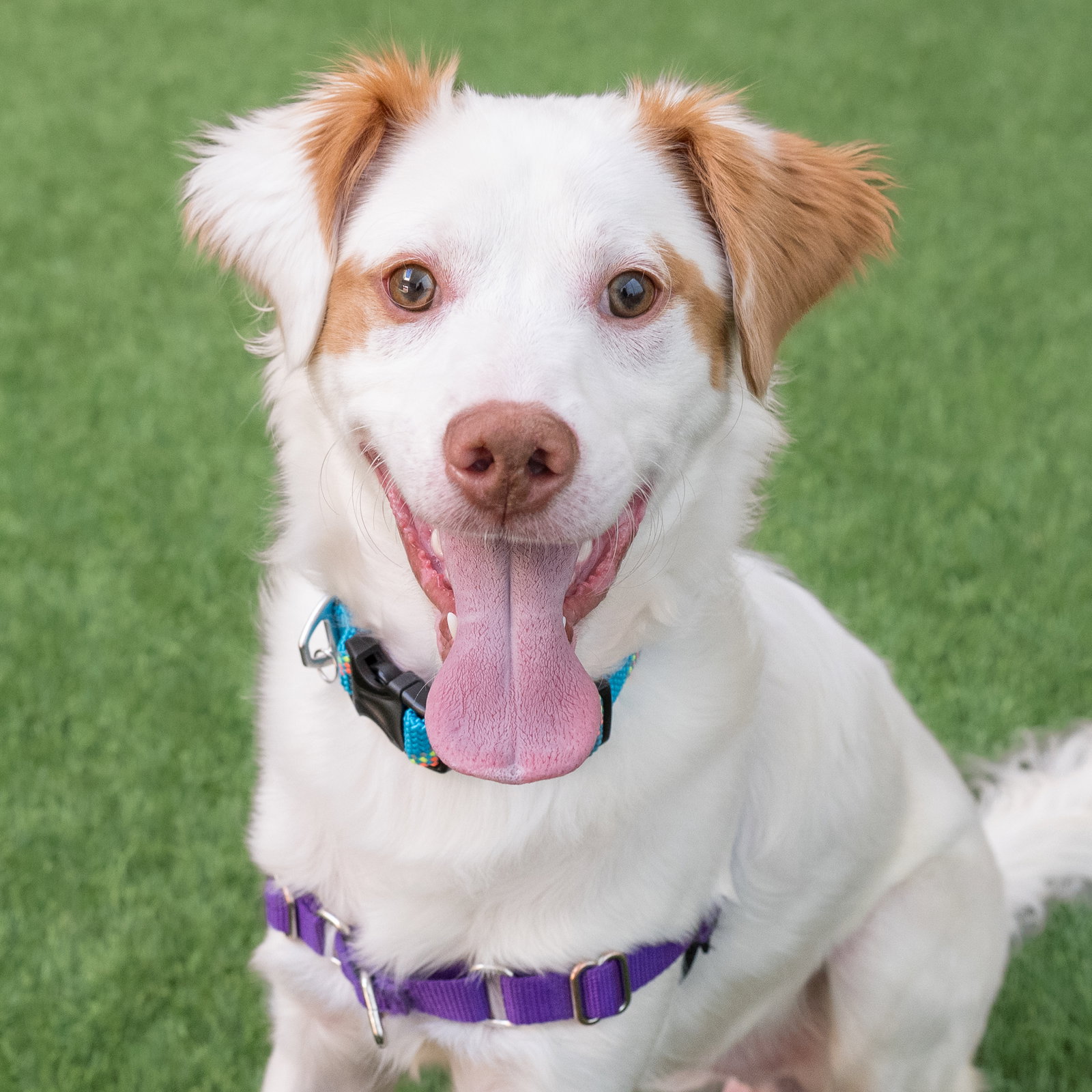 Dog Adoption - Peninsula Humane Society & SPCA in Burlingame, CA