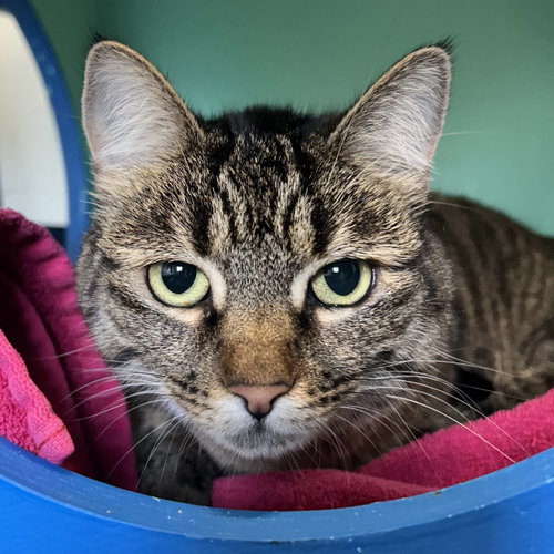 Bix, Adult Tabby (short coat), cat for adoption in Hayward, California