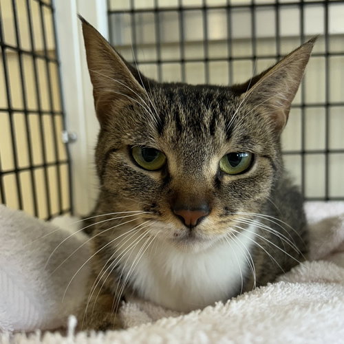 Ally, Adult Tabby (short coat), cat for adoption in Hayward, California