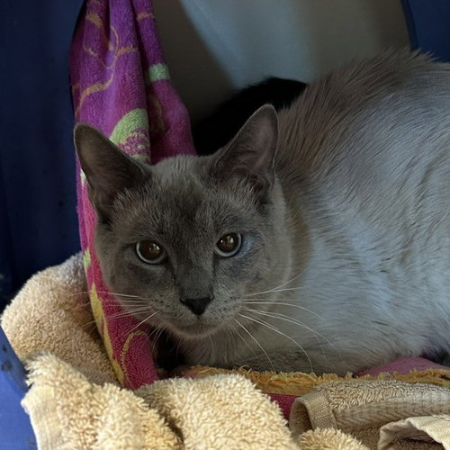 Lychee, Young Domestic Short Hair (short coat), cat for adoption in Union City, California