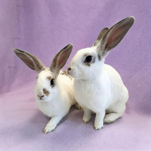 Tweedledee (S) & Tweedledum (N), a rabbit for adoption from Peninsula Humane Society & SPCA