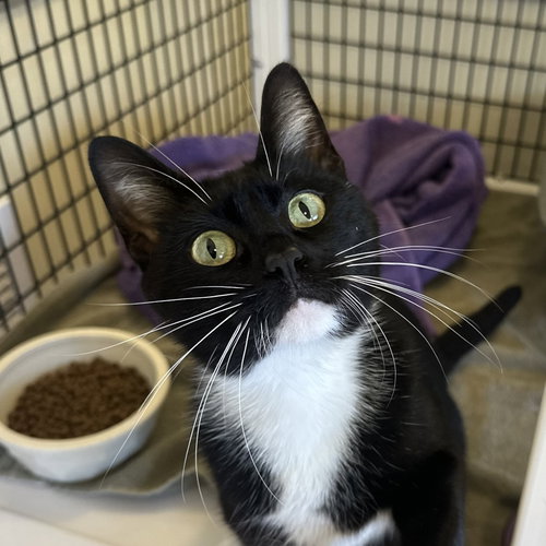 Lara Jean, an adoptable Domestic Short Hair in Burlingame, CA