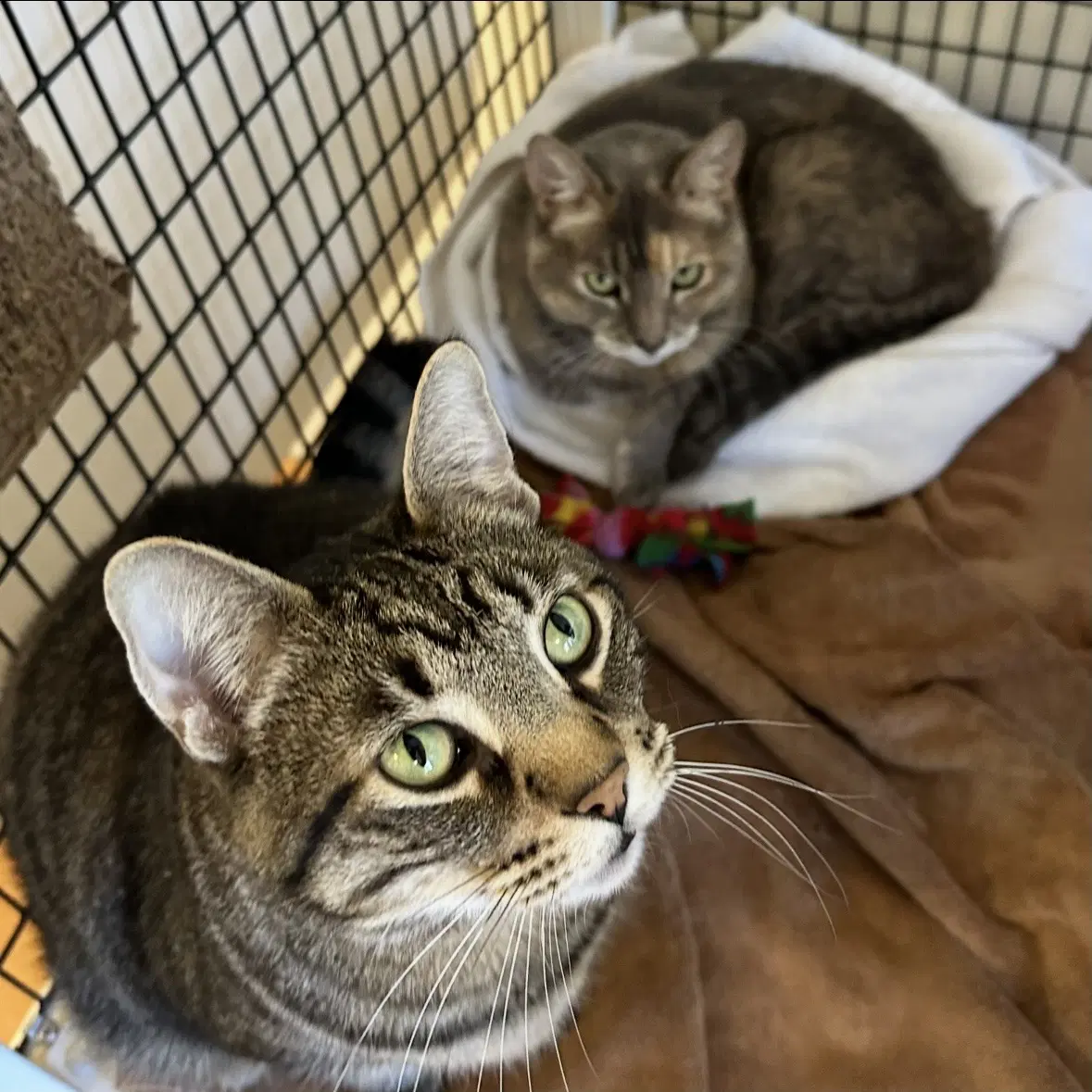 Luna - Domestic Short Hair