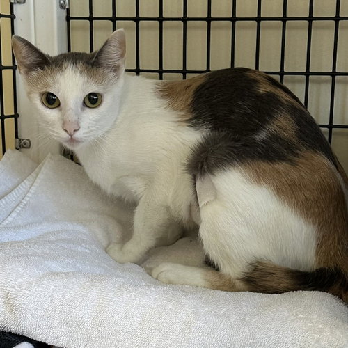 Sophia, an adoptable Domestic Short Hair in Burlingame, CA