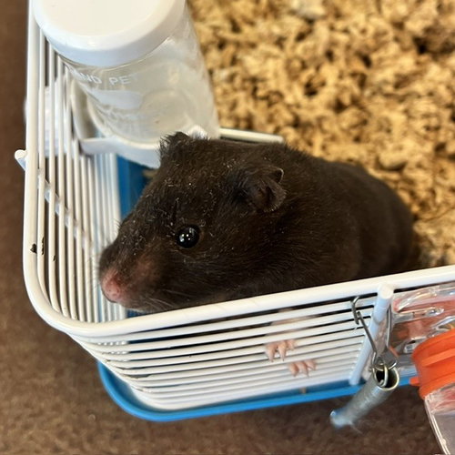 Boba
