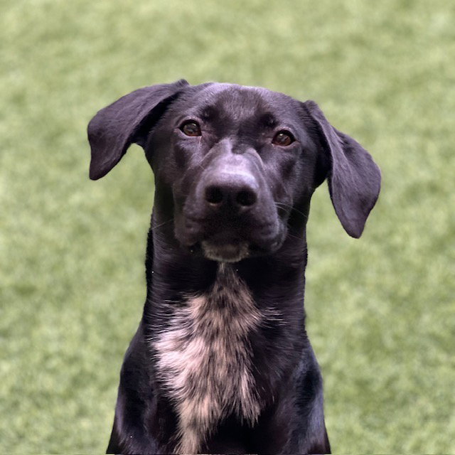 Nova