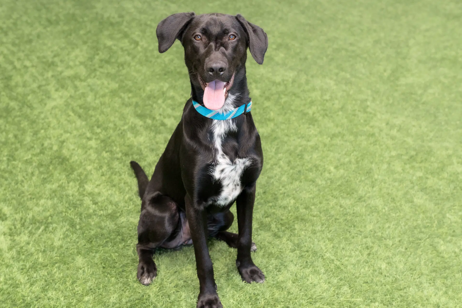 Nova - German Shorthaired Pointer