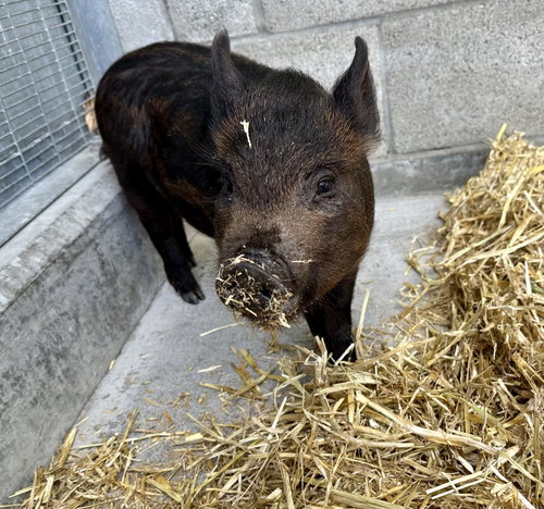 Peter Porker