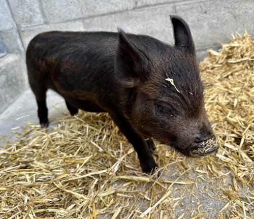 Peter Porker photo 2