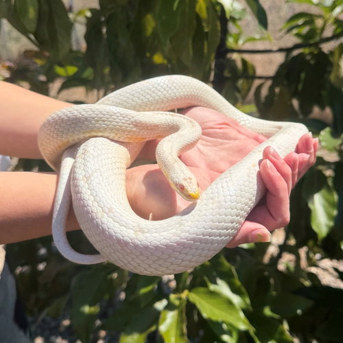 Casper