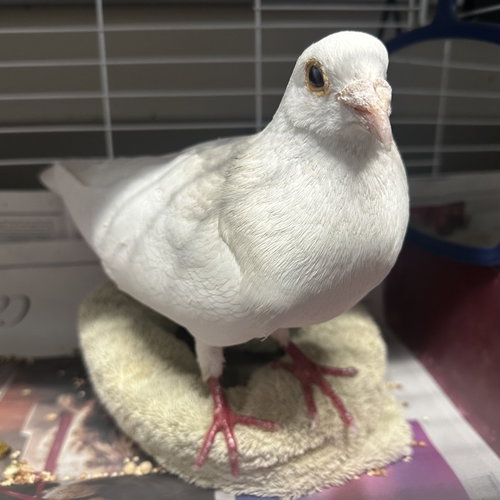 Orville