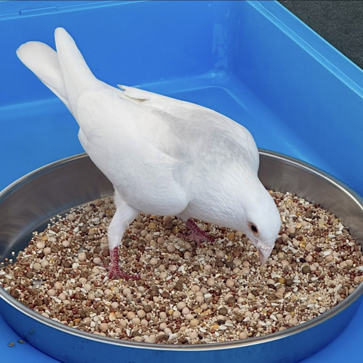 Orville, photo 4