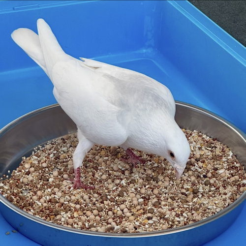 Photo 2 of Orville