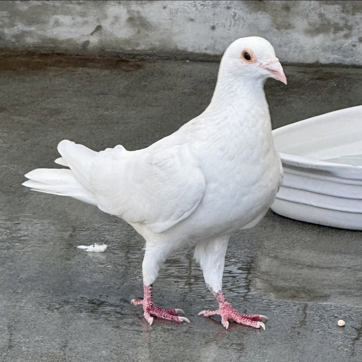 Orville