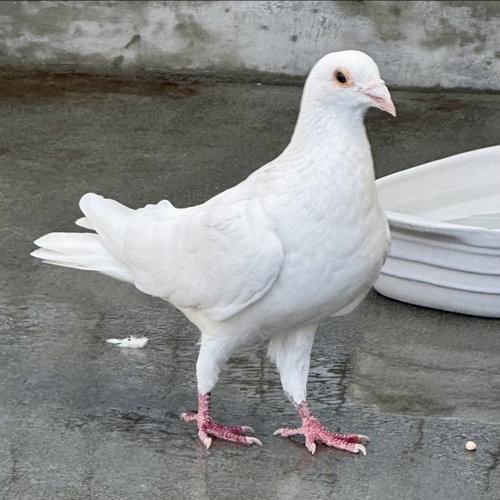 Orville, a poultry for adoption from Peninsula Humane Society & SPCA