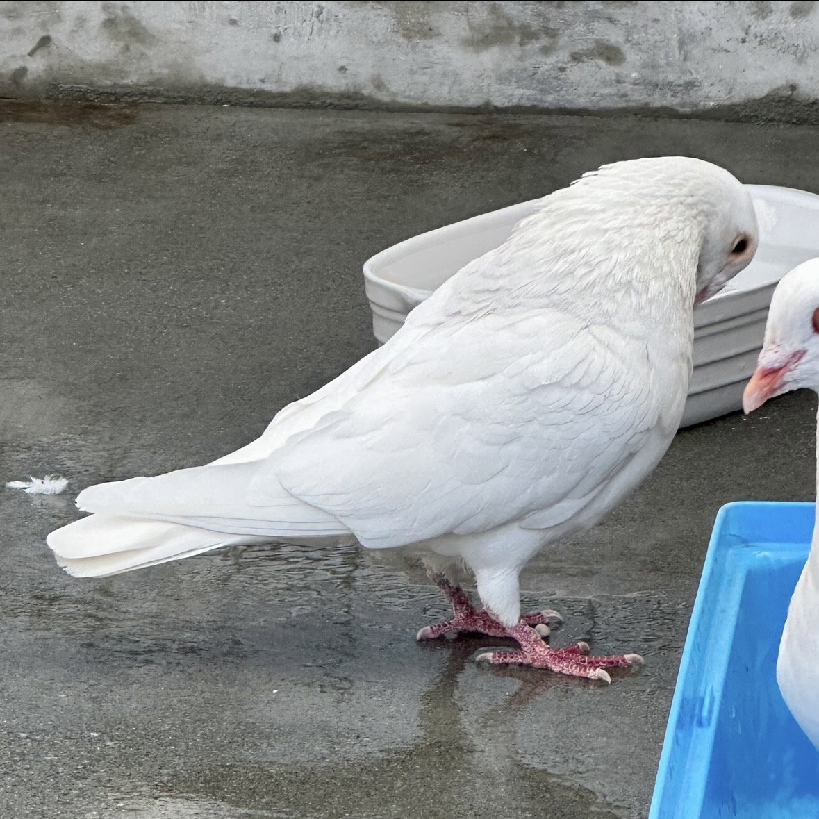 Orville, photo 2