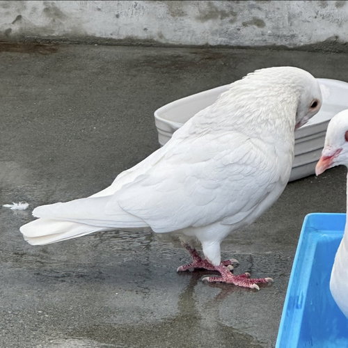 Photo 4 of Orville