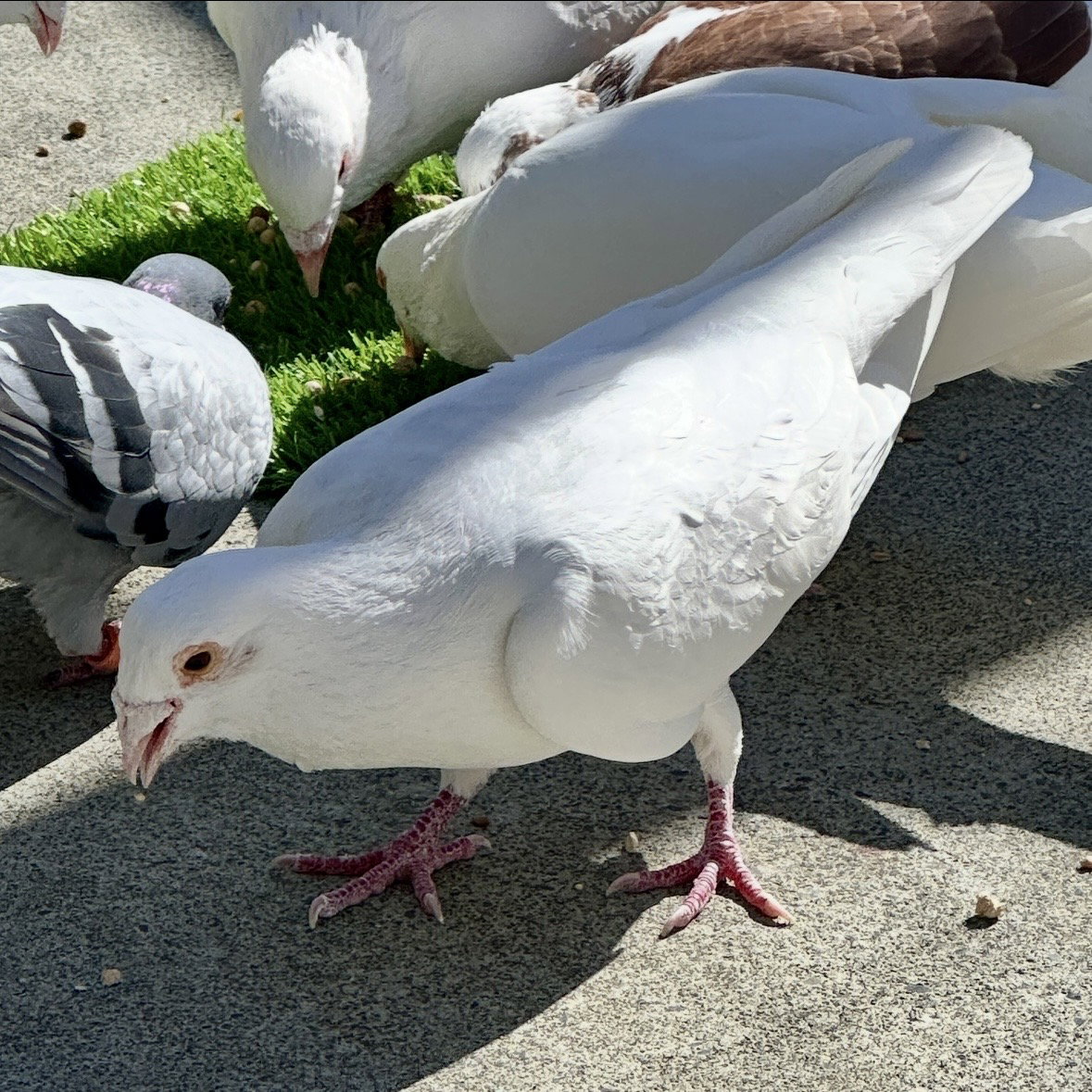 Orville, photo 3