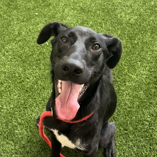Ody, an adoptable German Shorthaired Pointer in Burlingame, CA