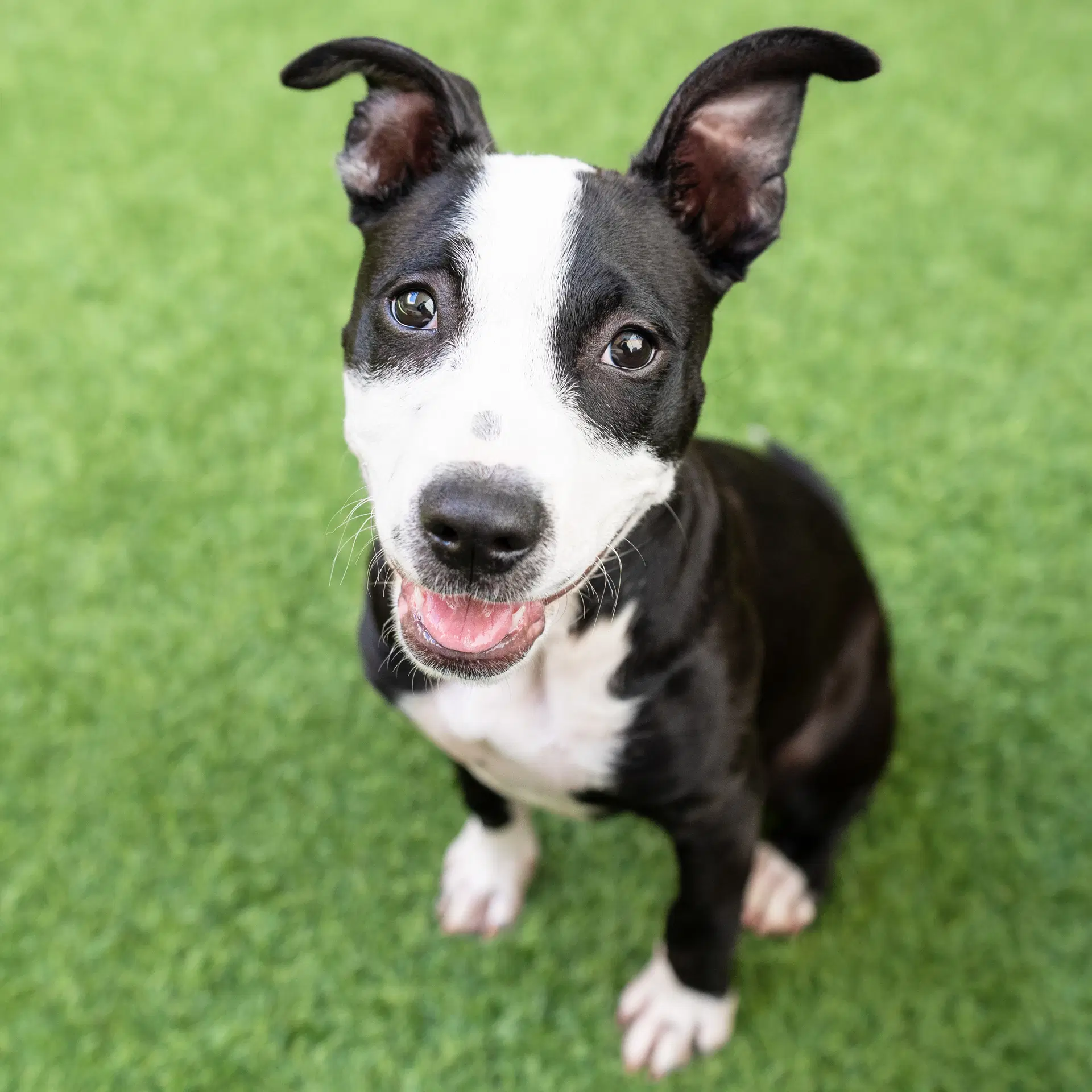 Sparkle - Pit Bull Terrier
